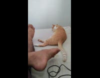 Man plays with cats tail 