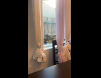 Dog stares inside from the outside window