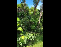 Man films vine swings to strong wind