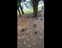 Women feed ducks ran out of food