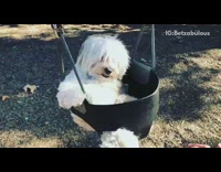 Collab Pets For All - White dog long hair swings on kids swing at playground park