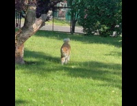 Chubby cat hisses at birds making noise 