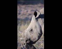 Collab PubityPets - Bird sit on head of Rhinoceros eating