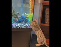 Brown kitten cat falls fish tank aquarium 