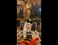 Two cats sitting on chair 