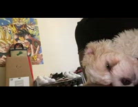 Small white dog falls asleep chair shoes