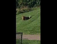 Girl roll down hill grass stairs trees.