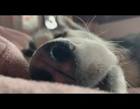 Husky dog sleeps twitches face nose whiskers 