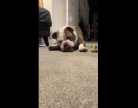 Collab Clips MPUGC - Dog sleeping scared of fly