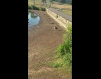 Geese birds with head tucked in park  