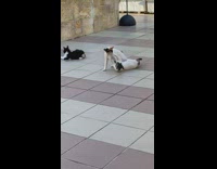 Two cats play fight on tile floor