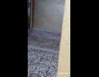 Collab PLC - Cat Plays with Lady Besides Thin Wall