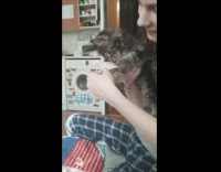 Cat comes back for more after owner removes sticker from it 