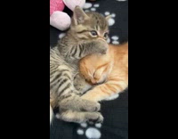 Collab Clips MPUGC2 - Kitten licking siblings ear while cuddling 