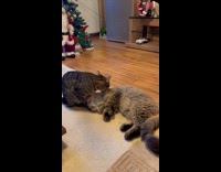Cat licks another cat on the floor