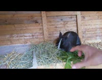 Aggressive rabbit fed some grass and sneezes