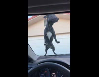 Collab Clips MPUGC - Dog climbs hood and windshield 