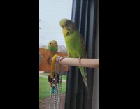 Green parrot kiss small plushy of him