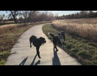 two black dogs running in slomo next to one another