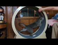 Cats chases stick on the exercise wheel