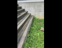 Collab BitchIG2 - Small puppy runs down stairs jumps over step 