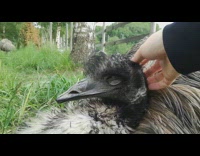 Emu bird getting head scratches 