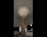Collab BitchMP - Cat hangs on feather chandelier above bed 