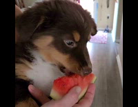 Girl holds brown puppy dog eats watermelon 