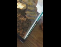 Brown snake wag tail after food cage