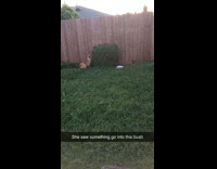 Brown dog jumps on top of bush 