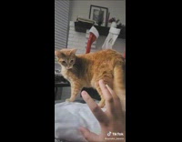 Orange cat looks at owners hand and attacks it