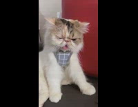 Girl feeds brown white cat treat harness