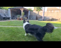 Dog plays fetch knows all toy names