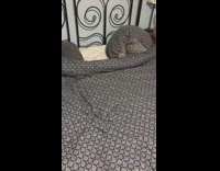 Collab DailyDoseOfInternet - Small pillow moves with a small dog inside it