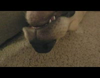 Dog sleep snore lay down on carpet