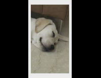 Dog asleep on floor with eye open