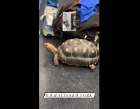Collab winy - Tortoise on the floor inside train nyc