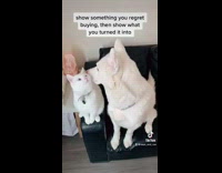 Girl turns cat dog into rug pillow