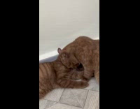 Two brown cats on floor lick each other