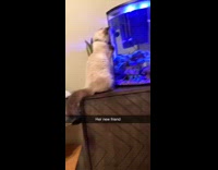 Cat watches fish in blue aquarium tank 