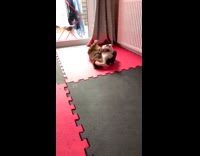 Two cats fight after watching jiu jitsu