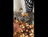 Grey kittens look at owner sliding finger