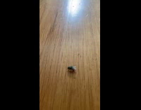 Fly spin around fast to get back up