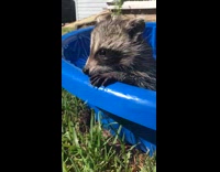 Baby raccoon eats cheez it in pool