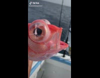 Collab ClipsIG - Fisherman hold deep sea fish with bloated eyes