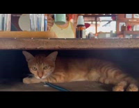 Cat under the table at coffee place