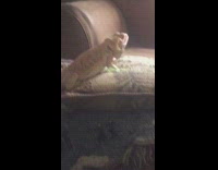 Brown lizard jump from chair to couch