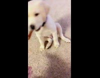 Golden retriever puppy black collar paw trick 