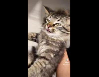 Cat pulled away from other for suckling