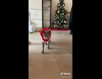 Grey cat wears red sweater christmas tree 
